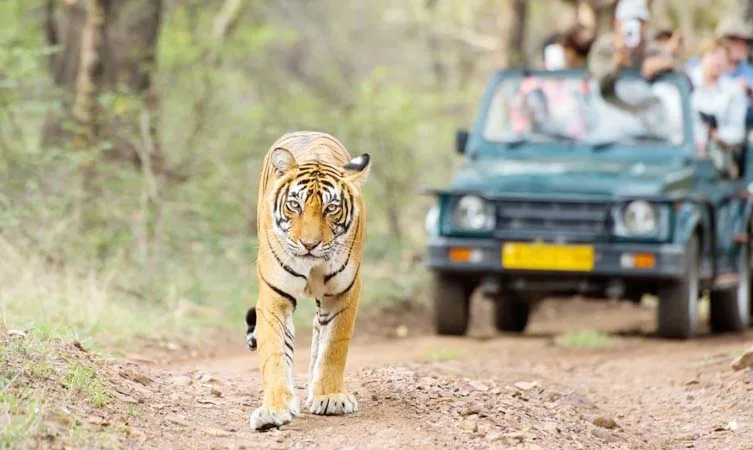 %Resort In Lansdowne% %7 hills 9911125253% Kalagarh Tiger Reserve Lansdowne